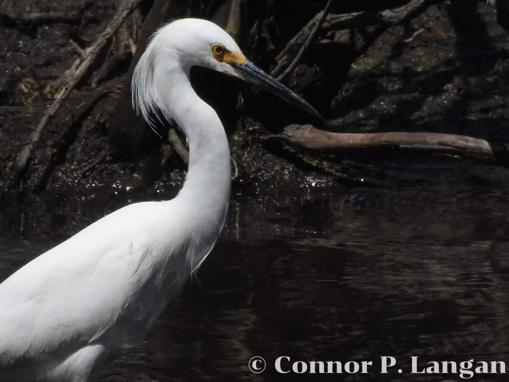 A Snowy Egret prepares to strike prey in a shallow pond.