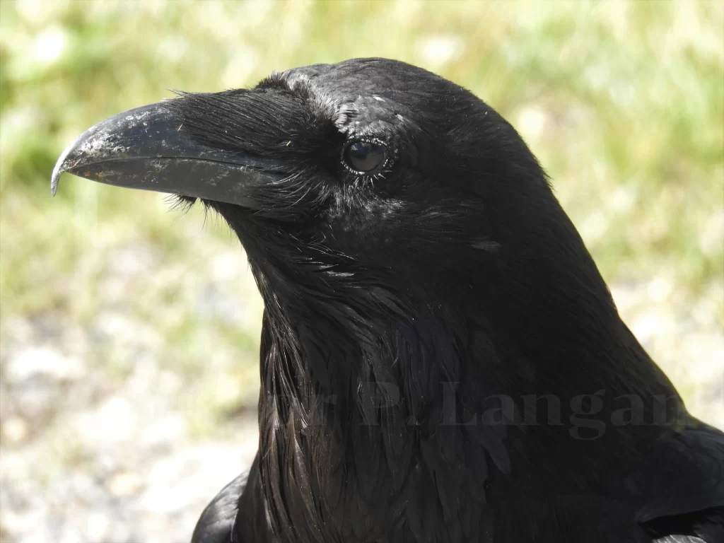 A closeup of a Common Raven.