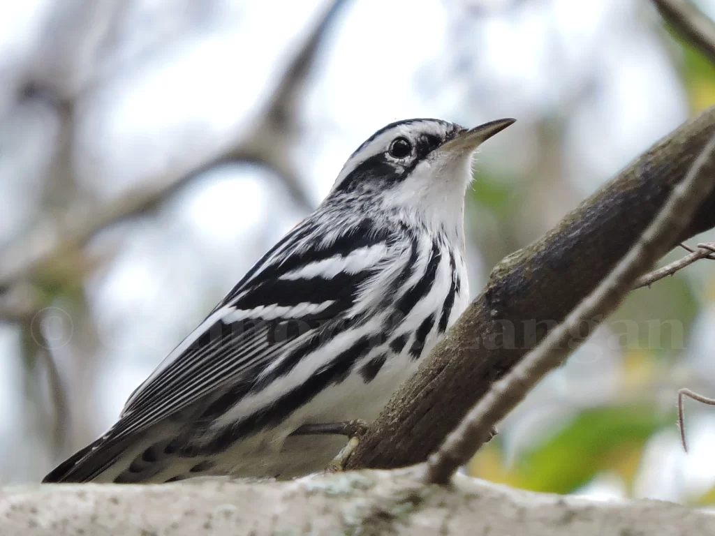 A male Black-and-white Warbler peacefully rests in a tree.