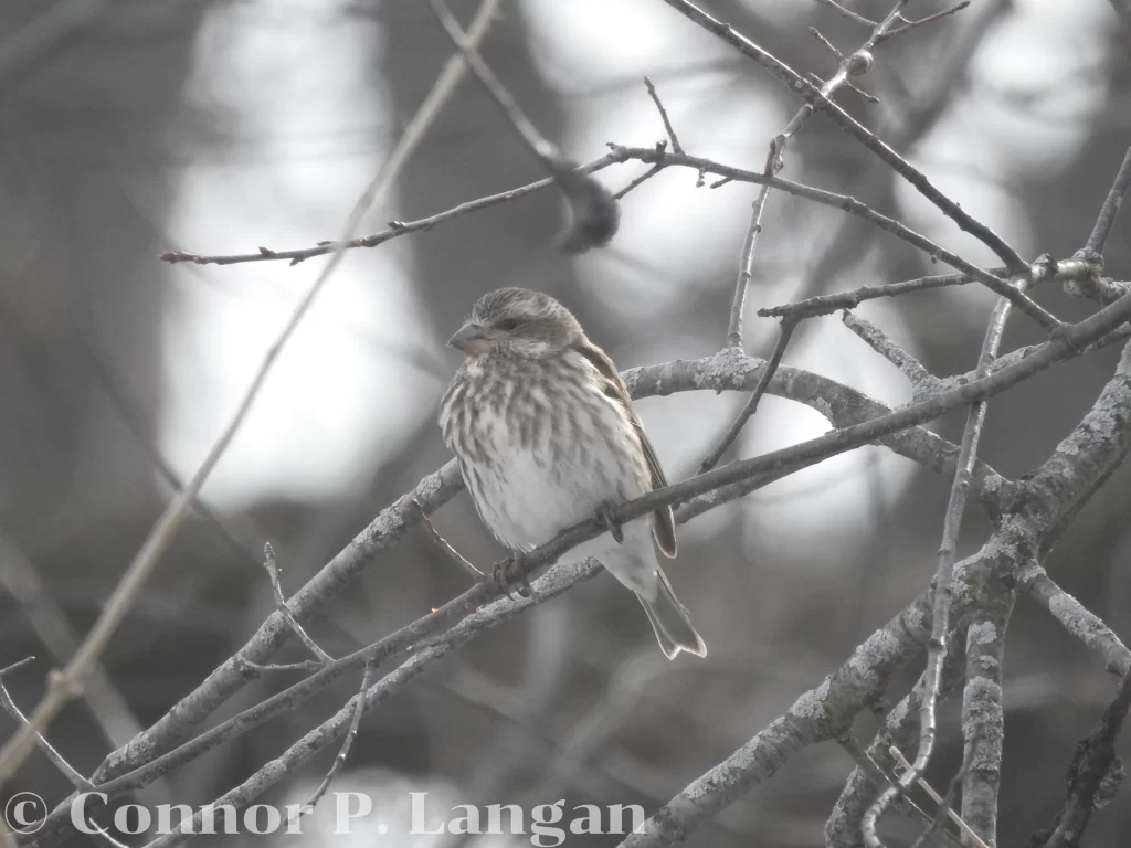 A female Purple Finch perches on a buckthorn shrub.