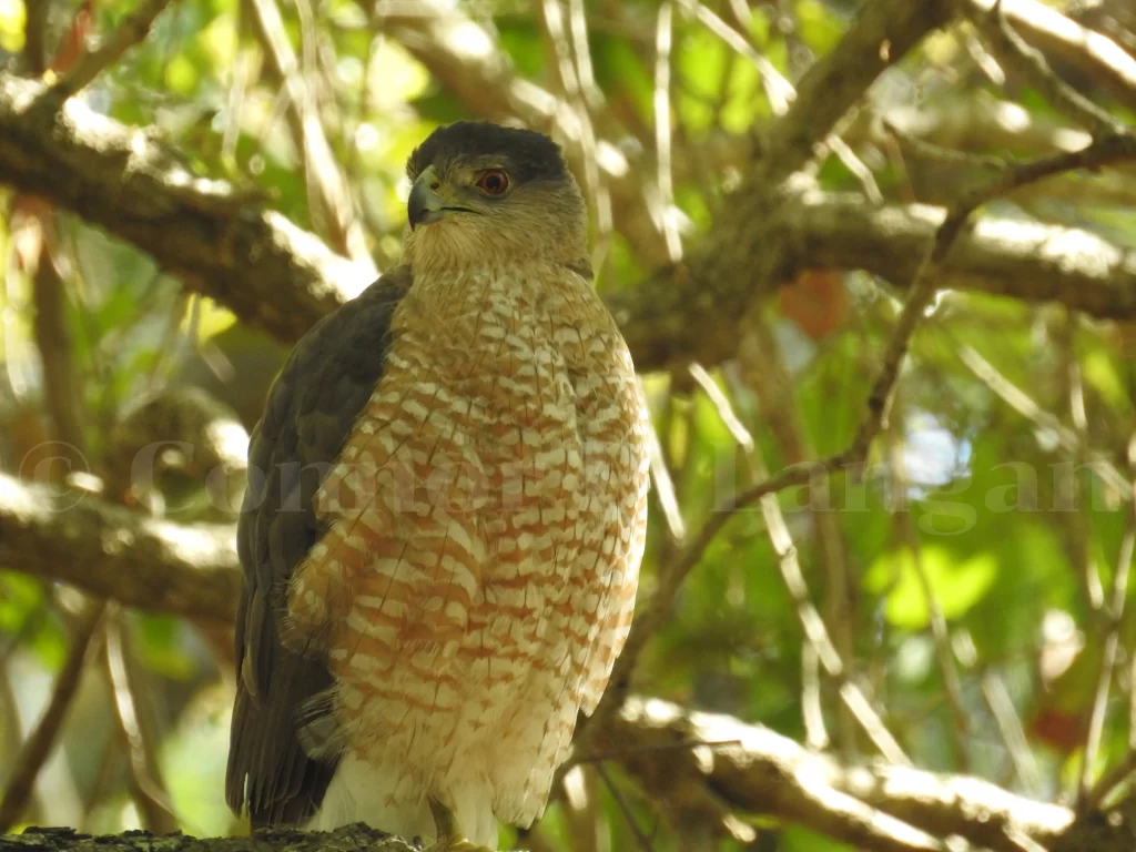 A Cooper's Hawk rests in the shade of a mature tree.