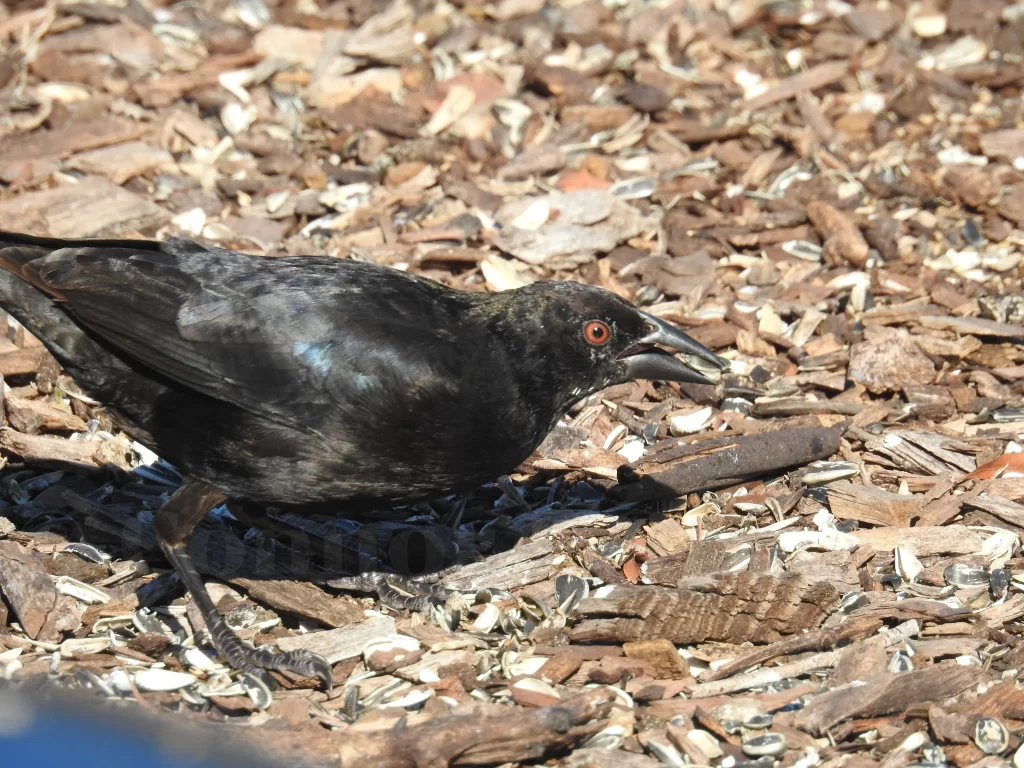 A male Bronzed Cowbird eats seeds from underneath a bird feeder.