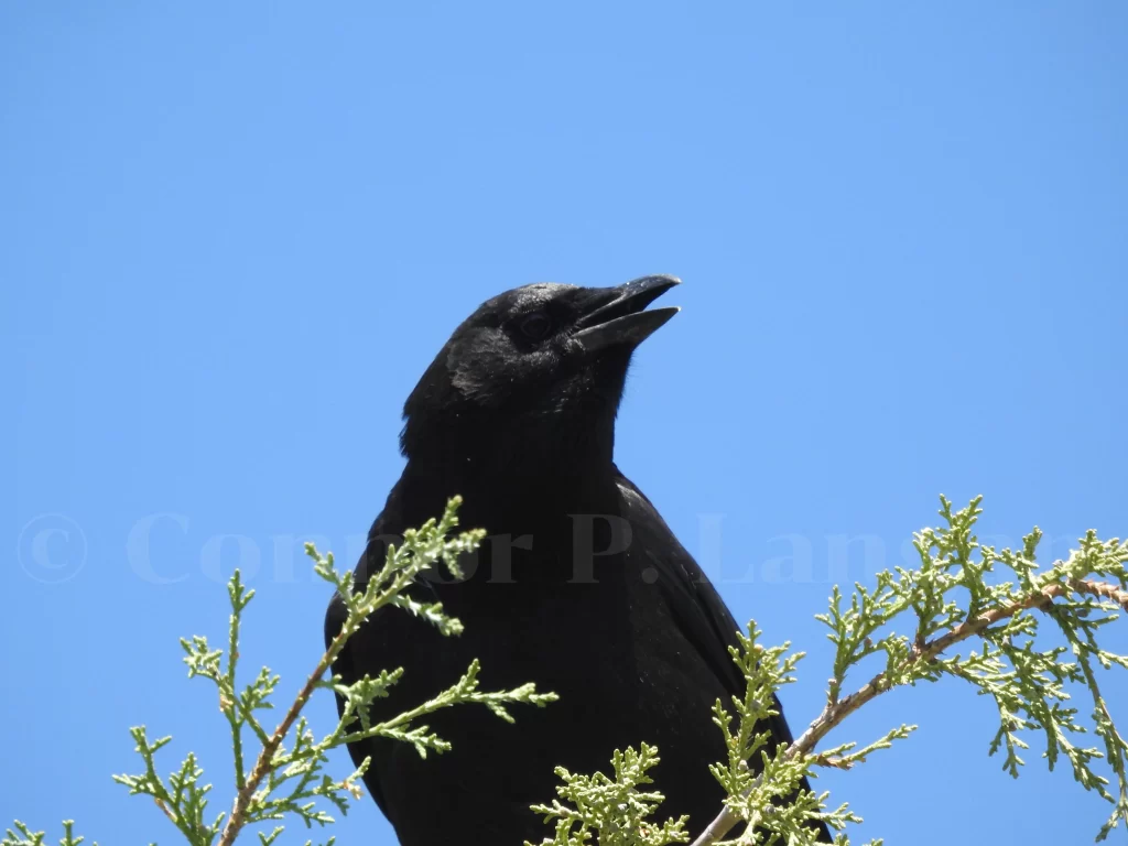 An American Crow caws from a treetop.