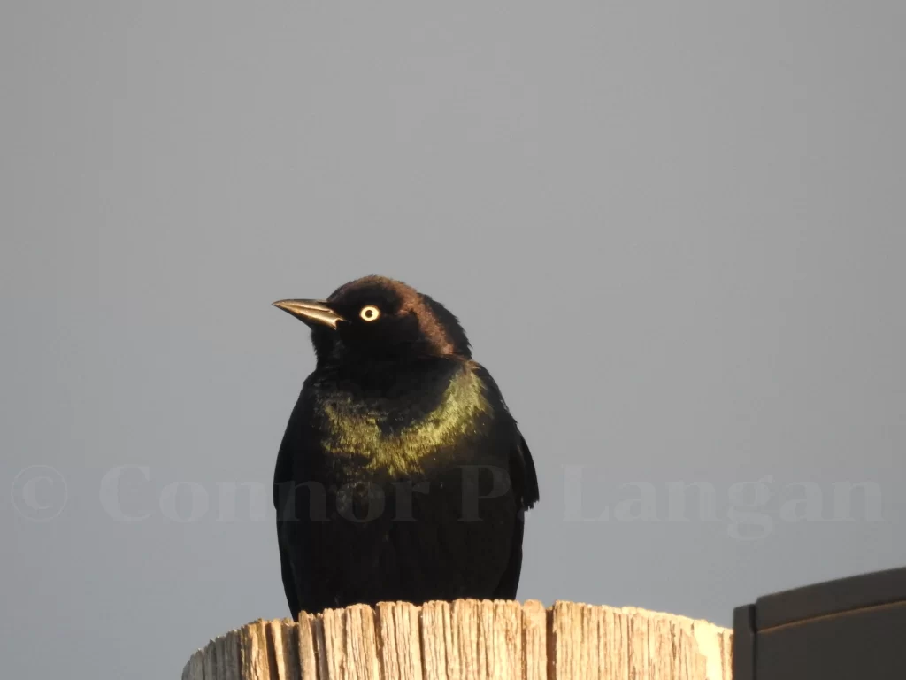 A male Brewer's Blackbird stands on a post as his feathers glisten.