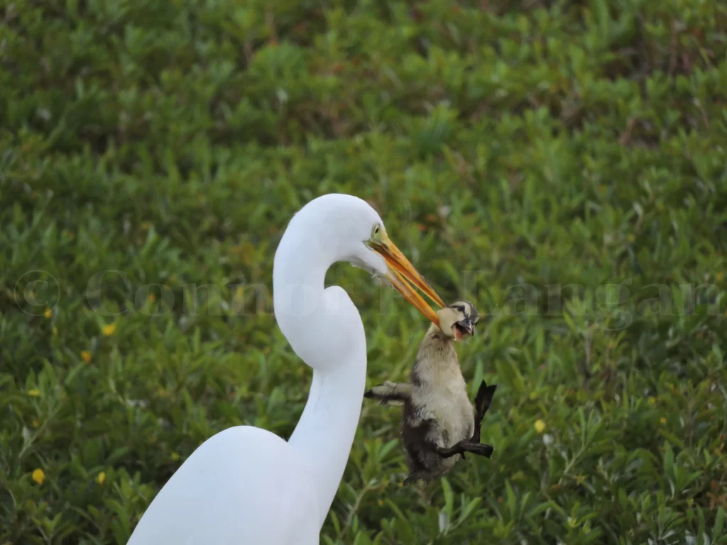 A Great Egret holds a Mallard x Mottled Duck duckling by the neck.