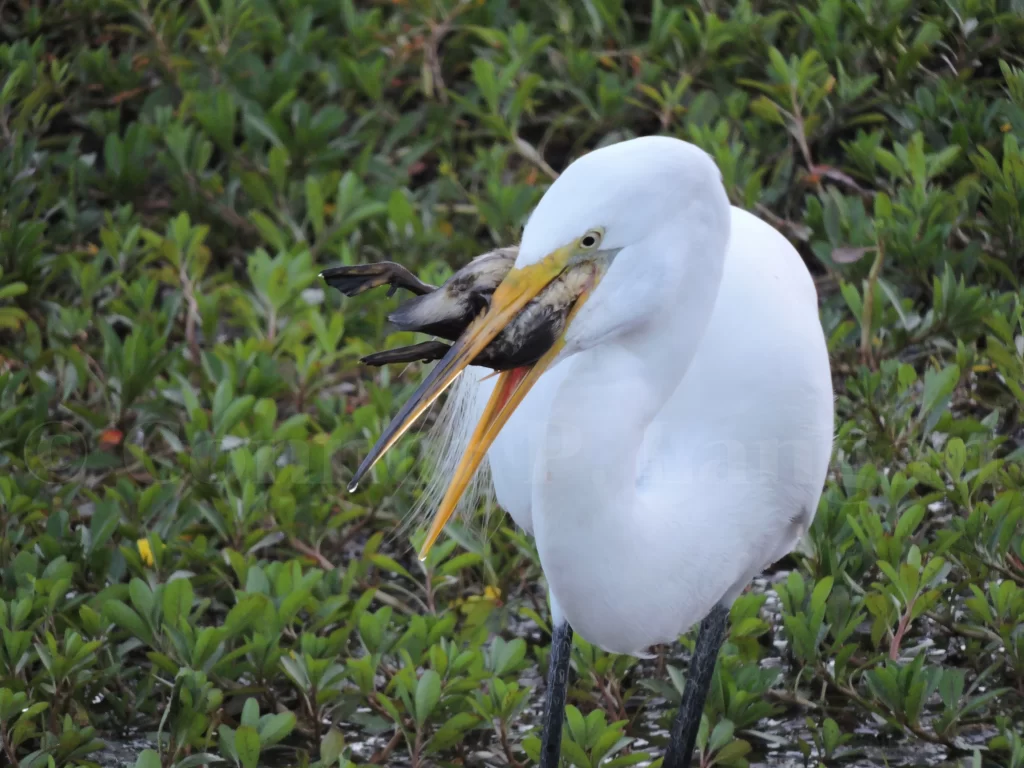 A Great Egret devours a duckling.