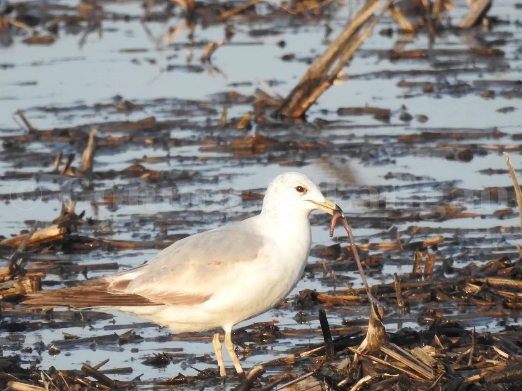 A young Ring-billed Gull pulls an earthworm from a marsh.