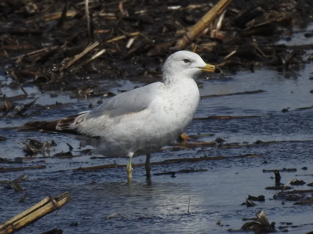 A Ring-billed Gull stands in shallow water.