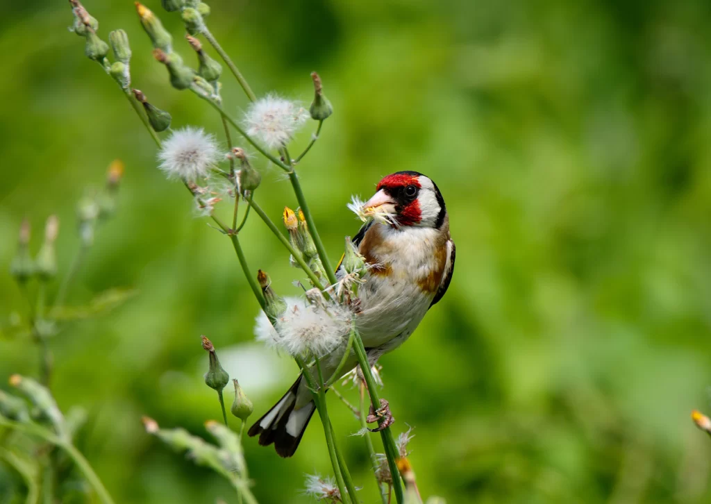 A European Goldfinch feeds on thistle seeds.