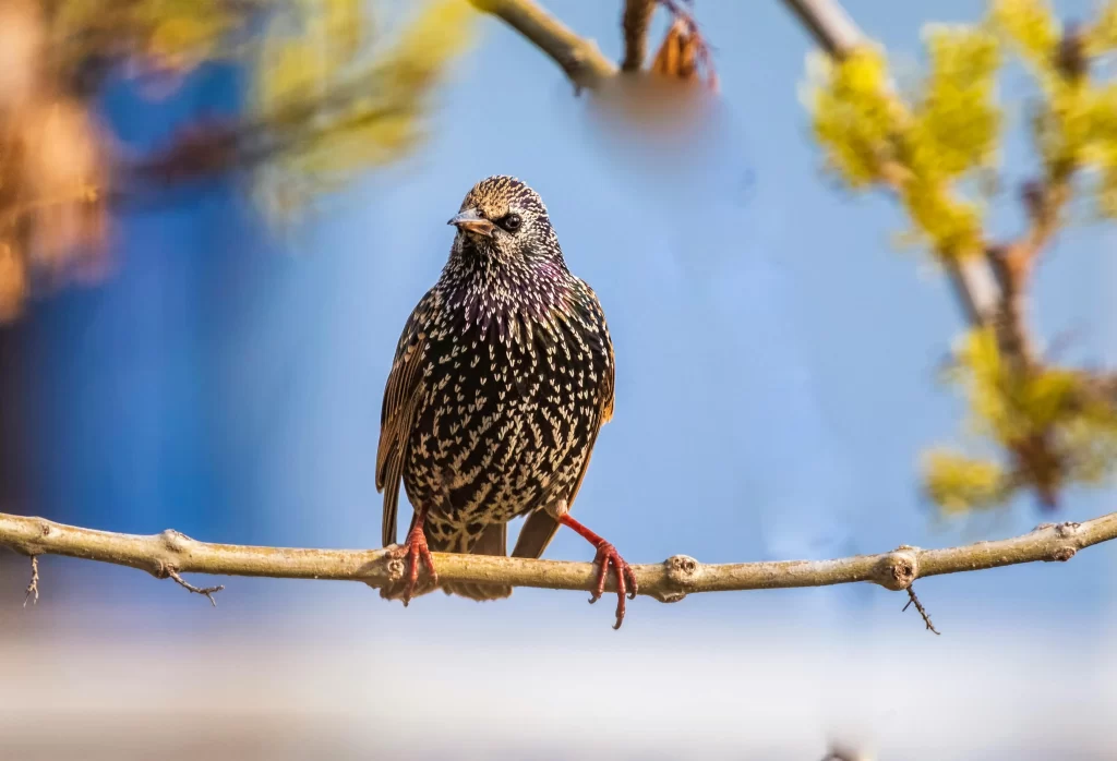 A European Starling in nonbreeding plumage stands on a vine.