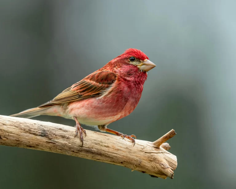 A male Purple Finch sits on the end of a branch. Purple Finches are one of 9 regular finches in Illinois.