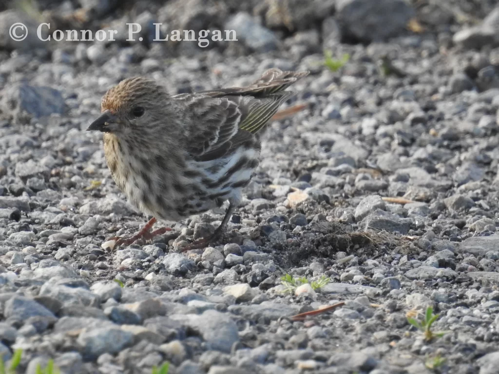 A Pine Siskin pecks at grit on a gravel path.