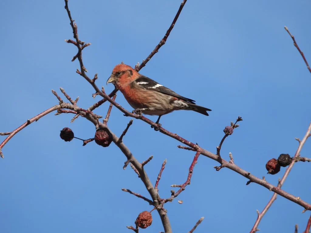 A male White-winged Crossbill perches in a tree.