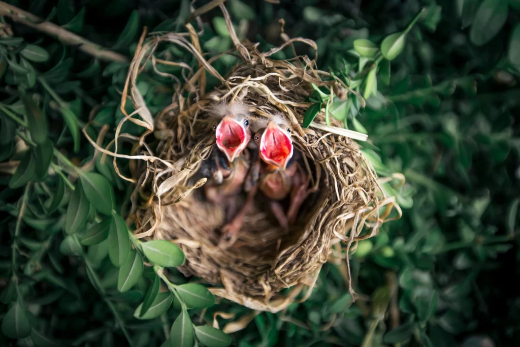 Two baby birds gape for food in their nest.