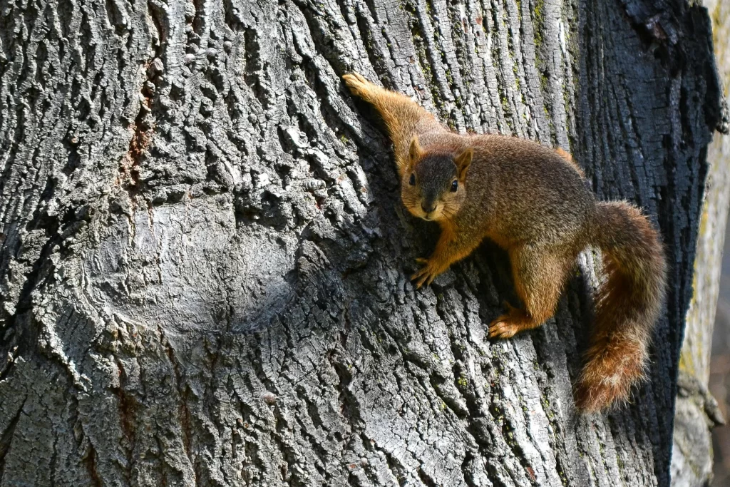 A fox squirrel grabs onto a tree.