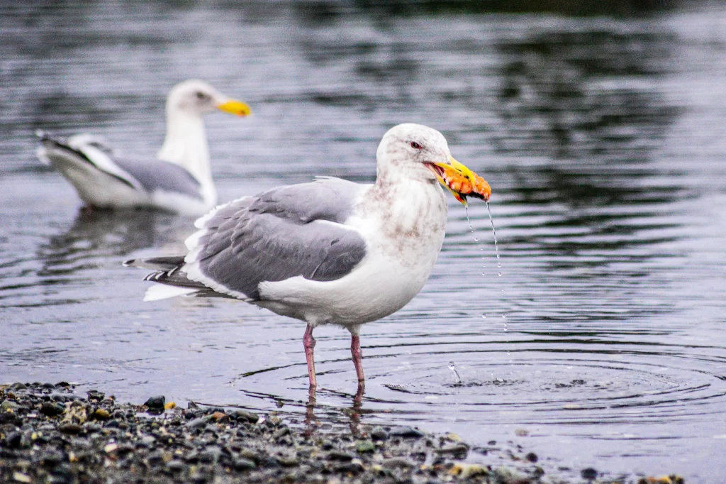 A Herring Gull shovels food down its throat.