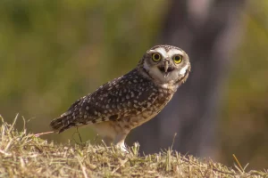 A Burrowing Owl stands with mouth agape. Burrowing Owls are one of 6 owls in Florida.