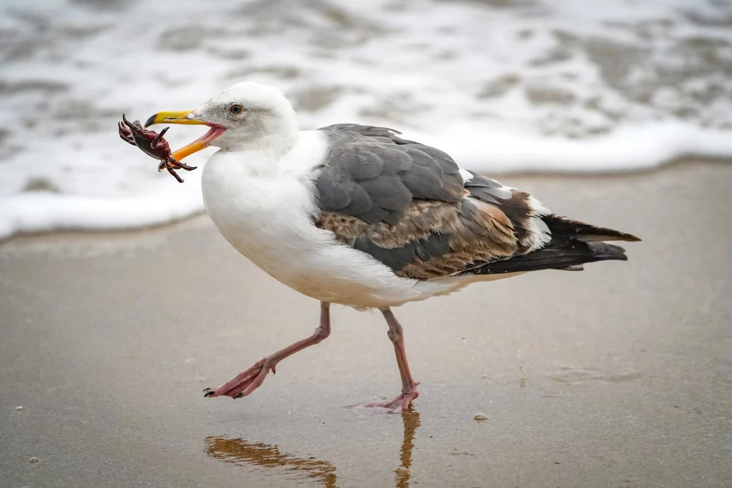 A gull flips a crab into its mouth.