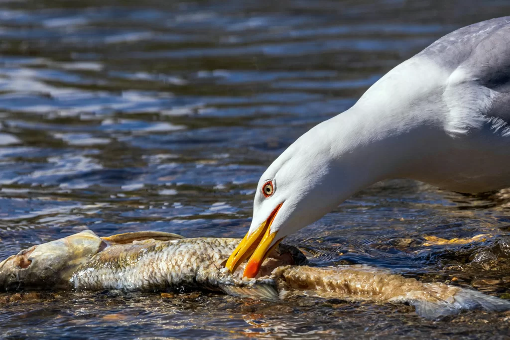 A gull picks at a dead fish.