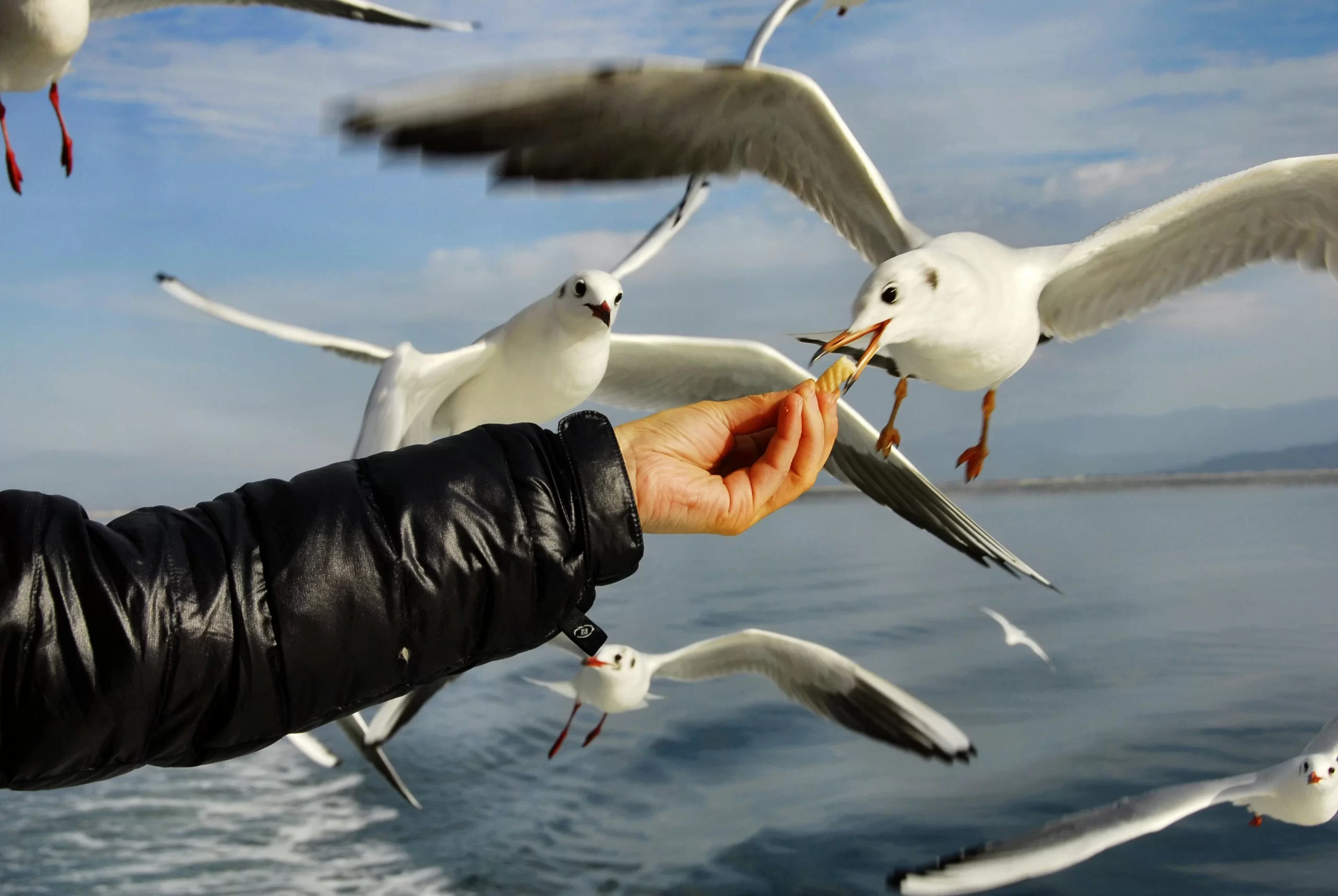 What do seagulls eat? Here, a group of Black-headed Gulls eat a scrap of food from someone's hand.