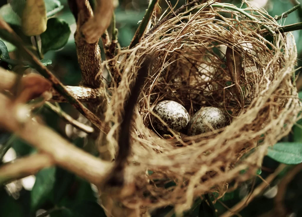 A bird nest with two eggs within.