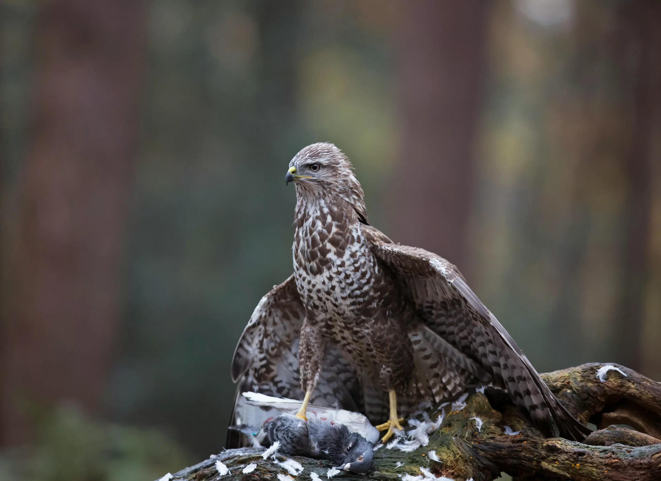 Do hawks kill birds? Here, a buzzard holds a pigeon kill.