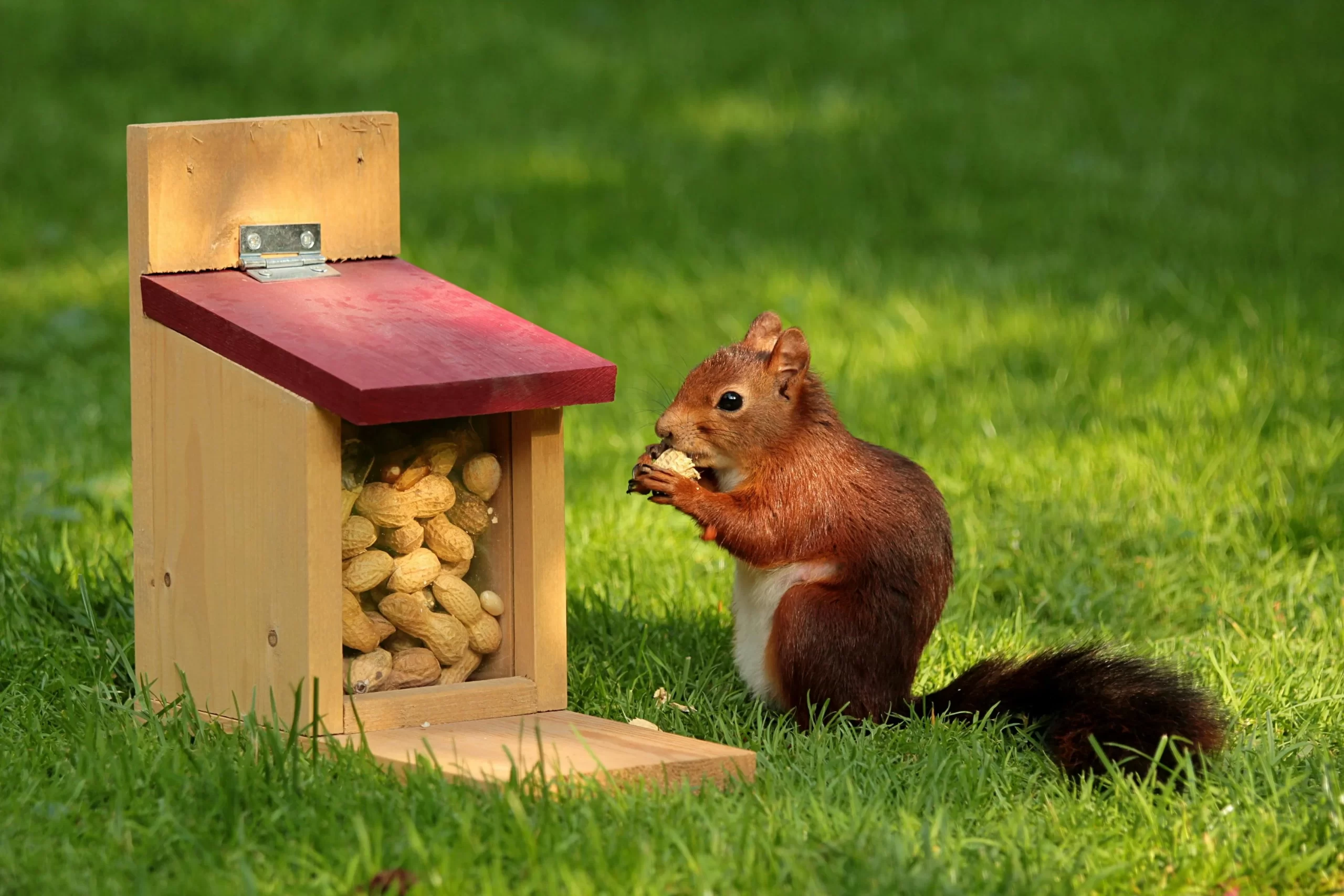 Do squirrels eat birds? Here, a squirrel eats peanuts from a bird house.