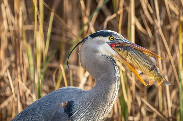 What do herons eat? Well, here a Great Blue Heron devours a fish head first.