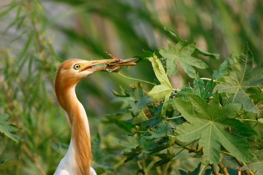 An egret plucks a dragonfly from a bush.