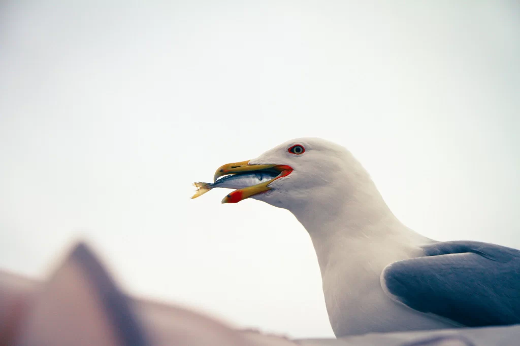 A gull prepares to swallow a fish.