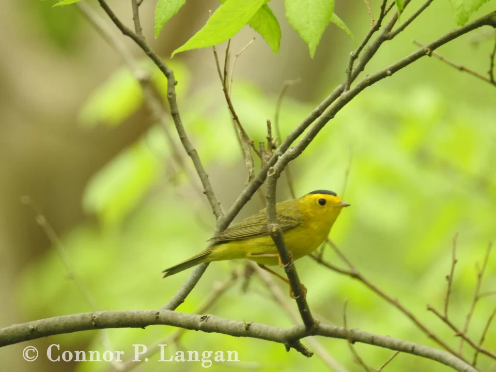 A Wilson's Warbler clings to the branches of a small tree.