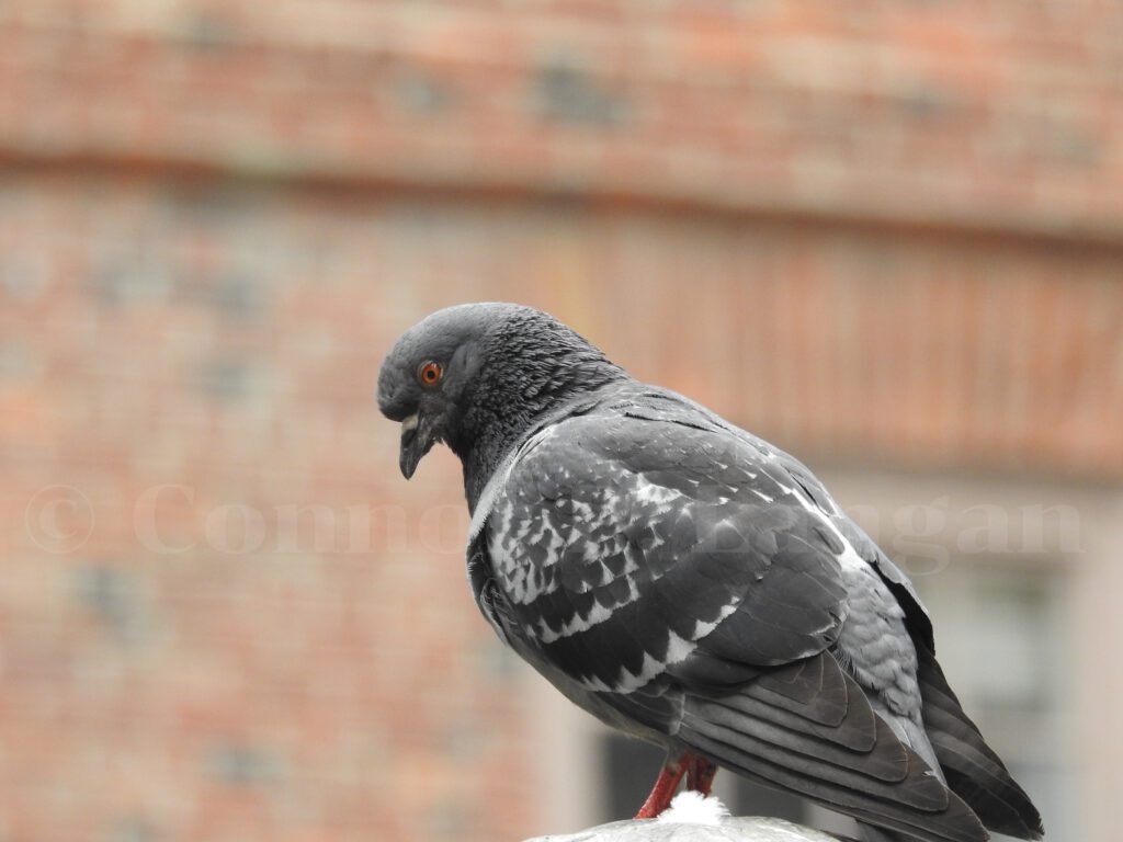 A Rock Pigeon looks at the city below as it stands on a statue.