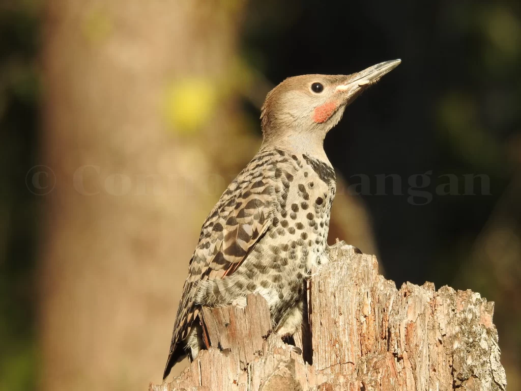 A young Northern Flicker stands still atop a pine tree snag.