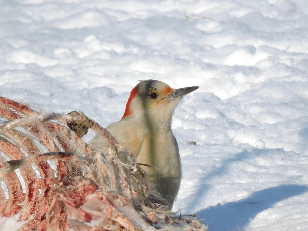 A female Red-bellied Woodpecker feeds on a deer carcass in the snow.