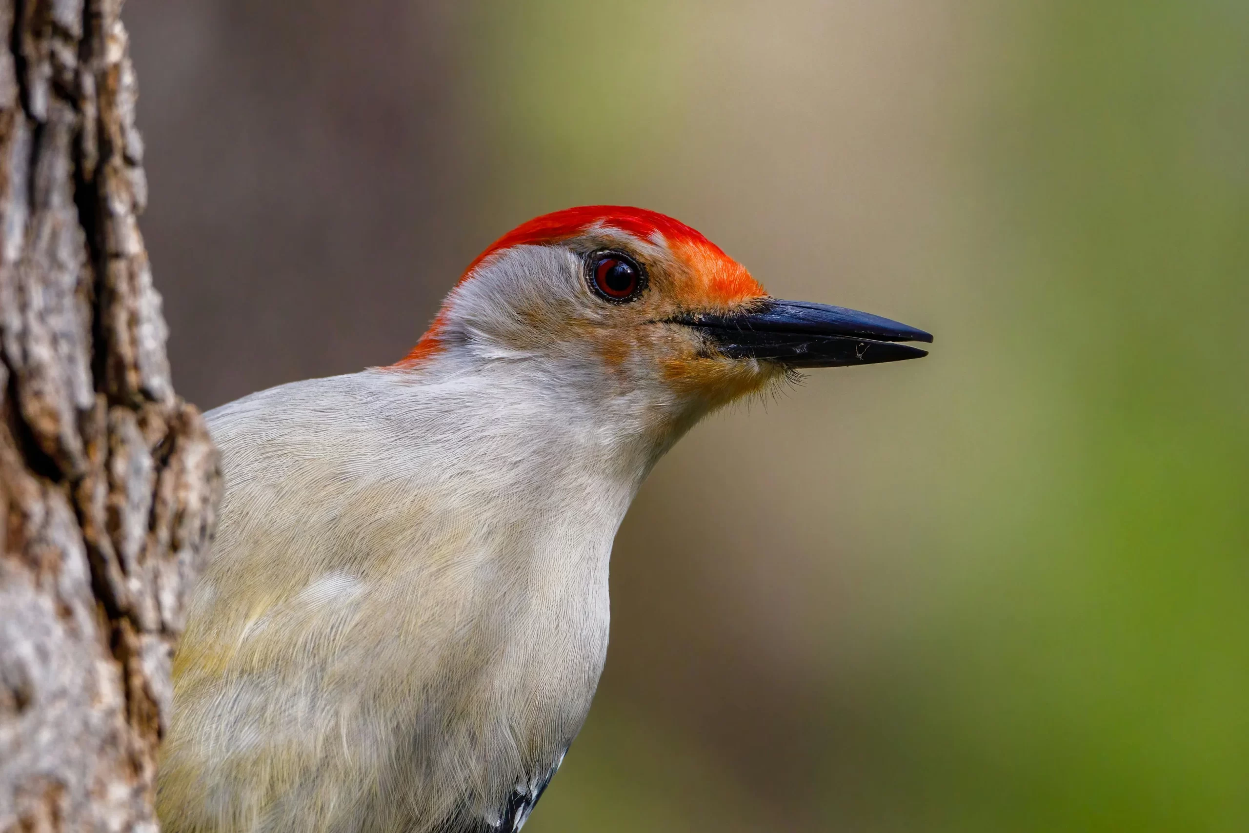 A male Red-bellied Woodpecker looks inquisitive as it grabs onto a tree, Red-bellied Woodpeckers are one of 8 woodpeckers in Michigan.