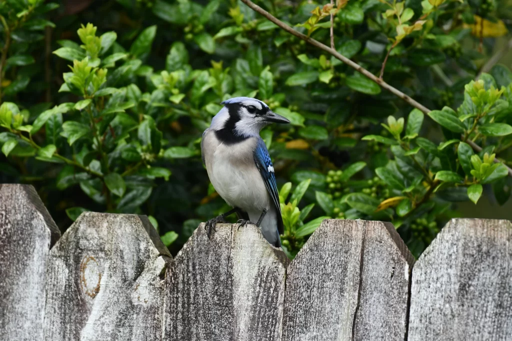 A Blue Jay sits on a wooden fence.