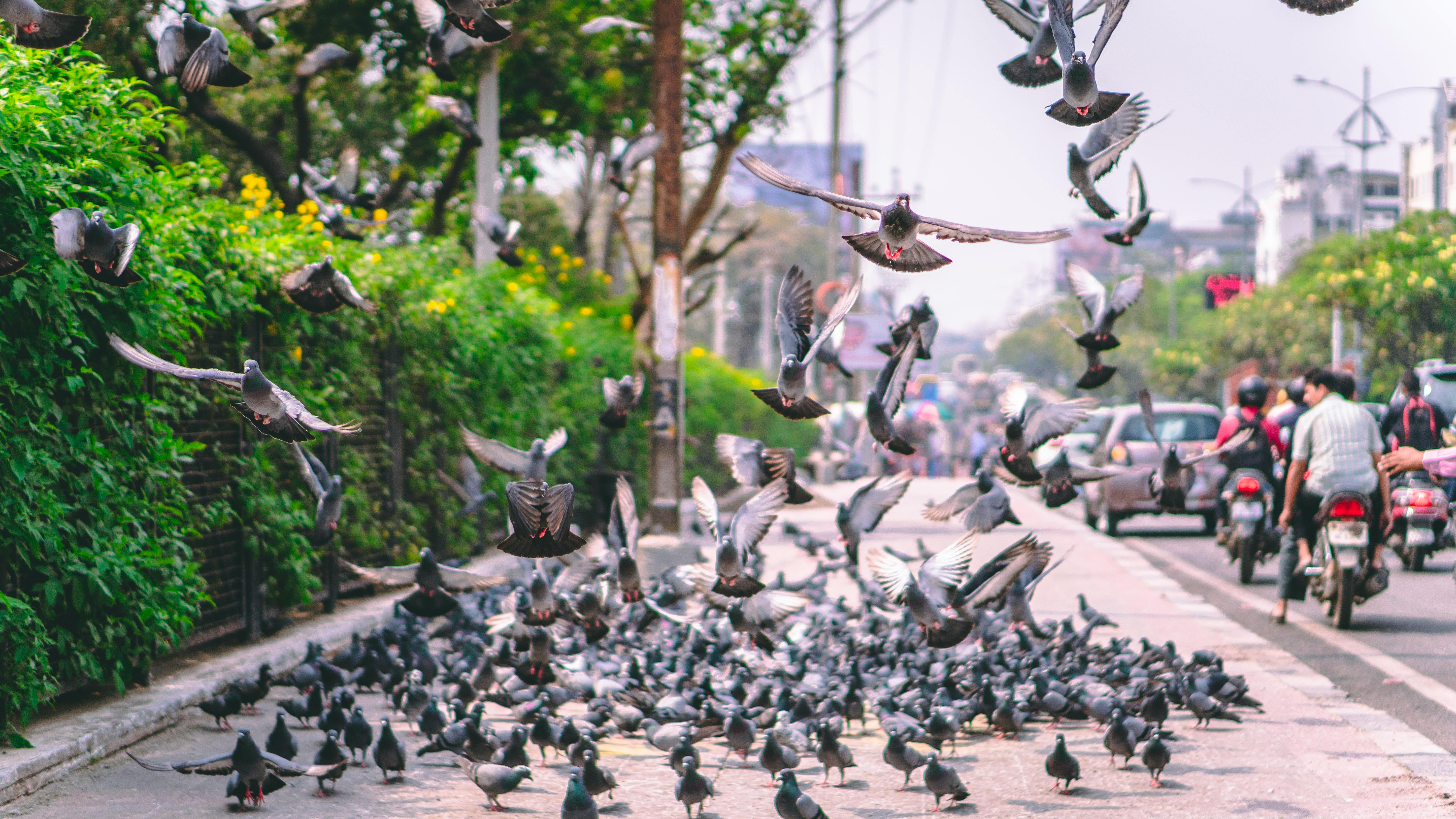 A flock of Rock Pigeons bursts into flight from a sidewalk.