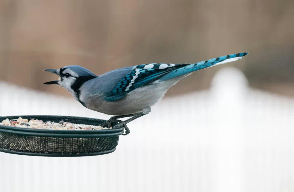 A Blue Jay squawks as it perches on a bird feeder.