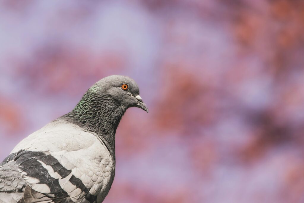 The upper half of a Rock Pigeon is illuminated in perfect sunlight.