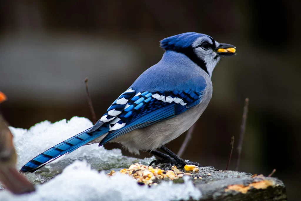 A Blue Jay stuffs its bill full of corn.