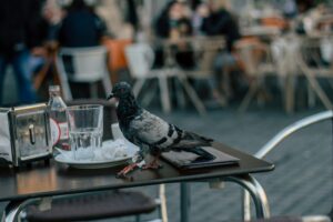 What do pigeons eat? Here, a Rock Pigeon stands on a table and looks for food.