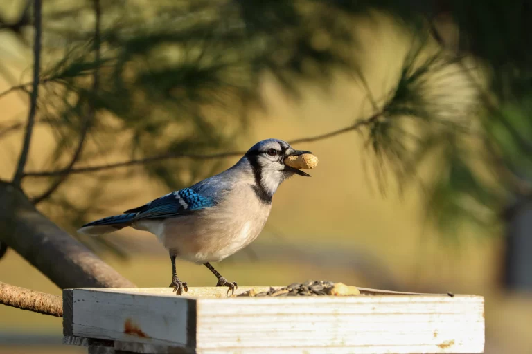 What do Blue Jays eat? Here, a Blue Jay grabs an entire peanut.