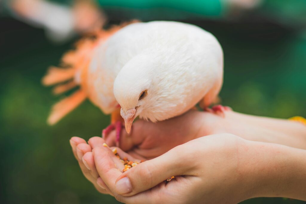 A white pigeon eats from a person's hand.