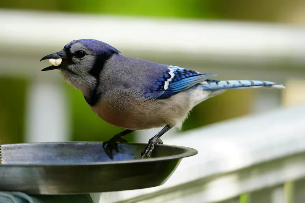 A Blue Jay munches on a shelled peanut as it stands on a feeder.