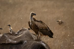 A vulture stands atop the carcass of a deceased elephant. Vultures are certainly birds that eat dead animals.