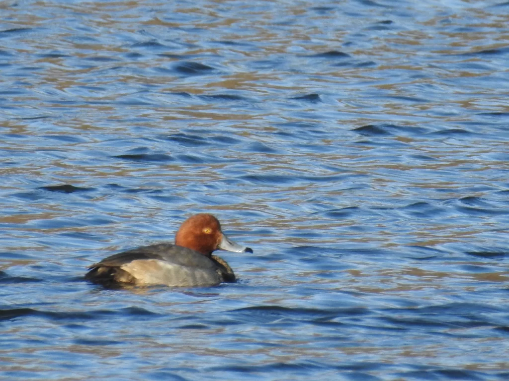 A male Redhead floats on a pond.