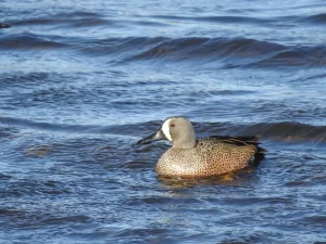 A male Blue-winged Teal swims on a lake, but can ducks float? This duck certainly seems to be floating.