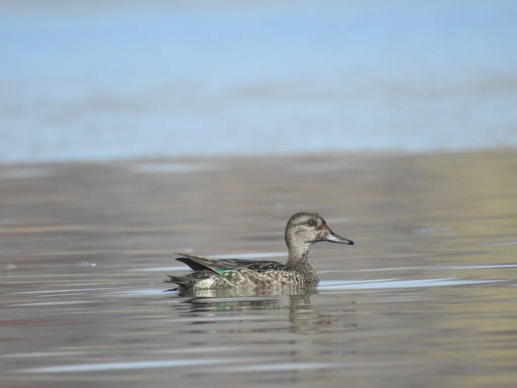 A female Green-winged Teal swims on a lake.