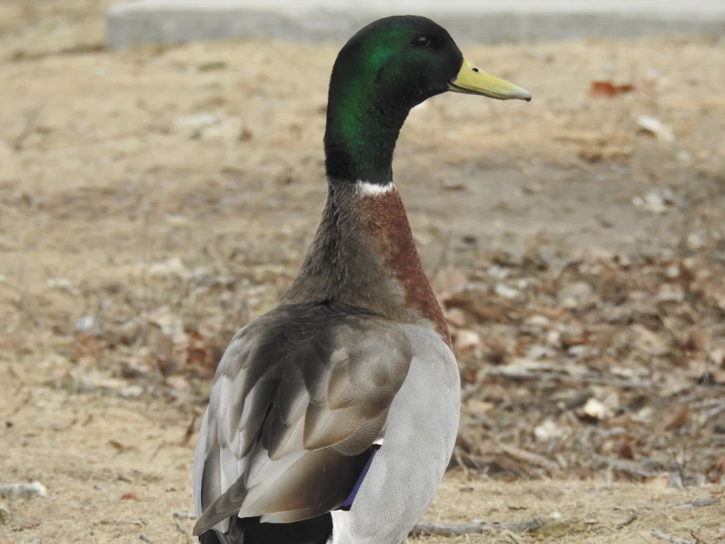 A male Mallard stands on shore in a park.