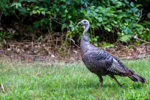 What do Wild Turkeys eat in the wild? Here, a Wild Turkey is slowly walking through a park.